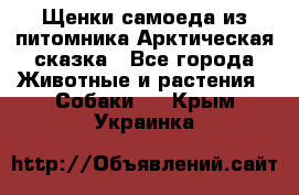 Щенки самоеда из питомника Арктическая сказка - Все города Животные и растения » Собаки   . Крым,Украинка